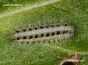 0170 Five-spot Burnet 10mm caterpillar (Zygaena trifolii) © 2014 Steve Ogden