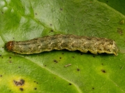 2154 Cabbage Moth (Mamestra brassicae) caterpillar showing dorsal pattern