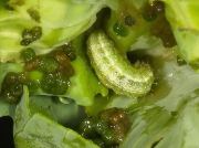 1356 Garden Pebble (Evergestis forficalis) caterpillar feeding in heart of cabbage