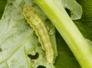 1356 Garden Pebble (Evergestis forficalis) final instar caterpillar on cabbage leaf
