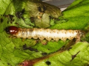 0014 Ghost Moth (Hepialus humuli) caterpillar