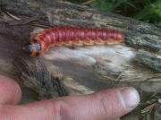 162 Goat Moth (Cossus cossus) fully grown caterpillar © P.Sellens