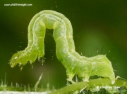 2428 Golden Twin-spot caterpillar (Chrysodeixis chalcites)