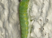 1551 Green-veined White (Pieris napi) - larva