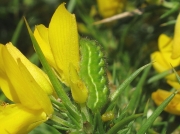 1555 Green Hairstreak (Callophrys rubi) - larva