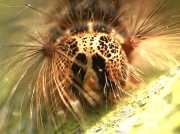2034 Gypsy moth (Lymantria dispar) caterpillar head