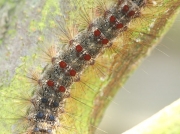 2034 Gypsy moth (Lymantria dispar) caterpillar