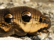 1991 Elephant Hawk-moth (Deilephila elpenor) - head of caterpillar