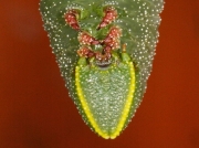 1980 Eyed Hawk-moth (Smerinthus ocellata) underside of caterpillar's head