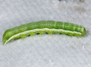 2190 Hebrew Character (Orthosia gothica) caterpillar