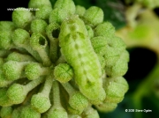 Holly Blue caterpillar (Celastrina argiolus) and feeding holes in ivy buds © 2015 Steve Ogden