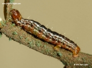 1777 July Highflyer caterpillar (Hydriomena furcata)