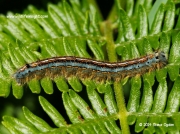 Lackey caterpillar fully grown basking on bracken © 2014 Steve Ogden