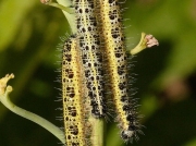 1549 Large White Butterfly (Pieris brassicae) caterpillars feeding on broccoli
