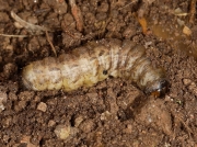 2107 Large Yellow Underwing (Noctua pronuba) - over wintered caterpillar