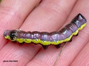 2006 Lesser Swallow Prominent  caterpillar (Pheosia gnoma)