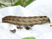 2111 Lesser Yellow Underwing caterpillar (Noctua comes) 2015 Steve Ogden