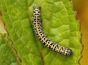 2221 The Mullein (Shargacucullia verbasci) early instar caterpillar on Figwort