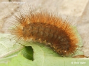 2063 Muslin Moth (Diaphora mendica) caterpillar