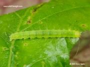 2423 Oak Nycteoline caterpillar (Nycteola revayana)