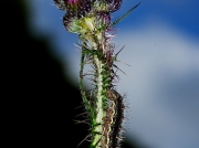 1591 Painted Lady (Vanessa cardui) - larva on Marsh Thistle (Cirsium palustre)