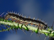 Painted Lady (Vanessa cardui) - larva