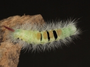 Pale Tussock moth caterpillar (Calliteara pudibunda)