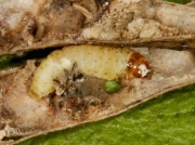 1257 Pea moth (Cydia nigricana) caterpillar in pea pod