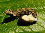 1652 Peach Blossom caterpillar (Thyatira batis) mid instar