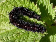 1597 Peacock (Inachis io) - caterpillar on nettle