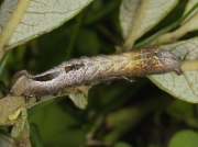 2003 Pebble Prominent (Notodonta ziczac) - caterpillar grey form