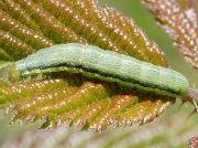 2186 Powdered Quaker (Orthosia gracilis) caterpillar