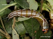 1995 Puss Moth (Cerura vinula) pre pupating caterpillar