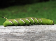 1976 Privet Hawk-moth (Sphinx ligustri) caterpillar