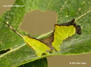 Moth Caterpillar Gallery