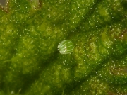 Red Admiral (Vanessa atalanta) butterfly egg laid on nettle