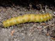 Saturnia pyri prepupating caterpillar recorded Italy