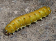 Saturnia pyri prepupating caterpillar recorded Italy