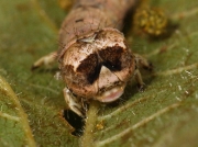 1920 Scalloped Hazel (Odontopera bidentata) head of brown form of caterpillar