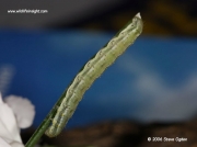 Scarce Bordered Straw caterpillar on imported carnations