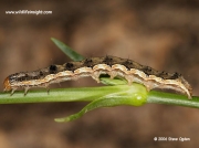 2400 Scarce Bordered Straw caterpillar (Helicoverpa armigera)