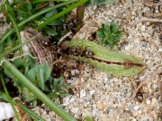 Silver-studded Blue (Plebejus argus) - larva (brown and green forms)