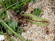 Silver-studded Blue (Plebejus argus) - larva (brown and green forms)