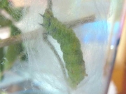 2433 Slender Burnished Brass ( Thysanoplusi orichalcea) caterpillar pupating