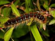 1633 Small Eggar (Eriogaster lanestris) fully grown caterpillar on blackthorn leaves