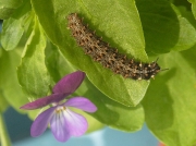 Small Pearl-bordered Fritillary (Boloria selene) fully grown caterpillar