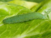 1550 Small White Butterfly (Pieris rapae) caterpillar feeding on vegetable