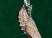 1593 Small Tortoiseshell (Aglais urticae) - chrysalis