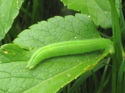 Speckled Wood (Pararge aegeria) - caterpillar