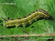 Striped Hawk-moth caterpillar (Hyles livornica) © 2015 Claire Ogden